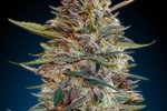 Image of Auto Blue Diesel Fem