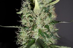 Image of Arjan’s Haze #3 Fem