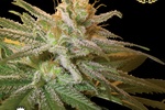 Image of KushBerry Fem