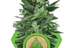 Image of Royal Kush Automatic Fem