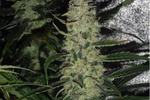 Image of Super Skunk