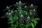 Image of Darkstar® Kush Fem