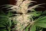 Image of Pink Plant Fem