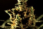 Image of The Bulldog Haze Fem