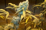 Image of Northern Light Blue Fem