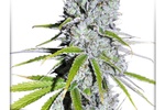 Image of CBD Skunk Haze® Fem