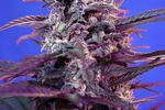 Image of Bloody Skunk Auto Fem