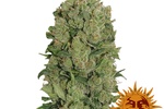 Image of NYC Diesel Auto™ Fem