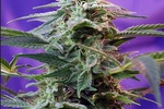 Image of Sweet Special Auto Fem