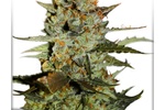 Image of Auto Blueberry® Fem