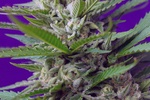 Image of Speed Devil Auto Fem