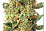 Image of Orange Bud®