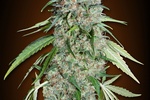 Image of Chocolate Skunk CBD Fem