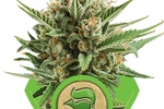 Image of Sweet Skunk Automatic
