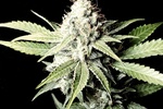 Image of Great White Shark Fem