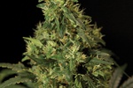 Image of Northern Light Fem