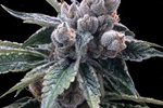 Image of White Walker Kush Fem