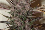 Image of Auto Blackberry Kush® Fem