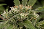 Image of Original Strawberry Cough Fem