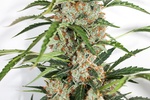 Image of Auto Orange Bud® Fem