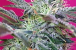 Image of Sweet Cheese Auto® Fem