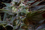 Image of Sweet Purple® Fem