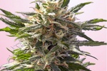 Image of Crystal White Fem