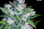 Image of Kandy Kush Fem