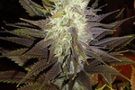 Image of Blue Widow Fem