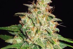 Image of Mazar x White Rhino Fem