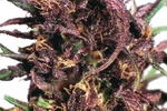 Image of Purple#1® Fem