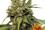 Image of Utopia Haze™ Fem