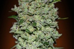 Image of Auto Bio Diesel Mass Fem