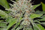 Image of Deep Mandarine Fem