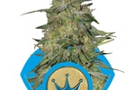 Image of Royal Highness Fem