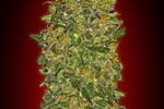 Image of Chocolate Kush Fem