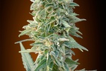 Image of Auto Jack Herer Fem