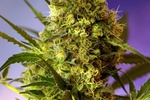 Image of Big Devil Auto® Fem