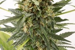 Image of Kush-N-Cheese Autoflowering Fem