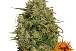 Image of Sweet Tooth #1™ Fem