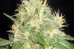 Image of Sweet Mango Fem