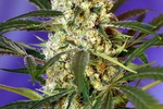 Image of Fast Bud Auto® Fem